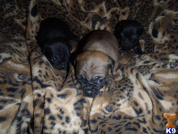 Pug Puppies